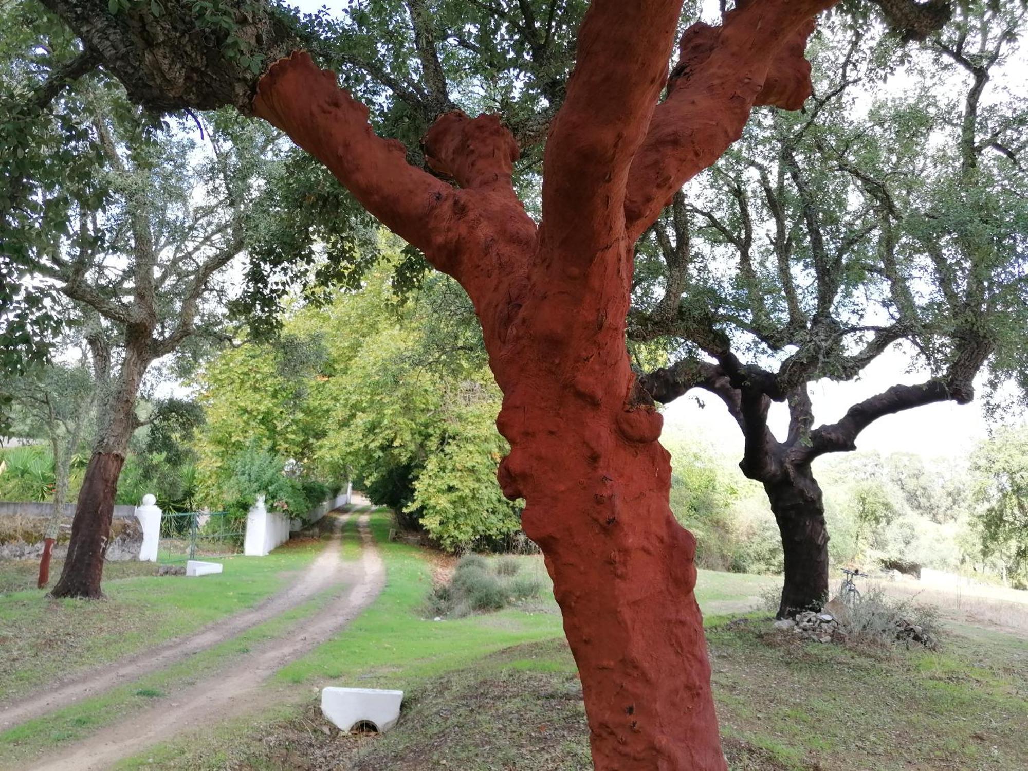 Monte Do Serrado De Baixo Évora Exterior foto